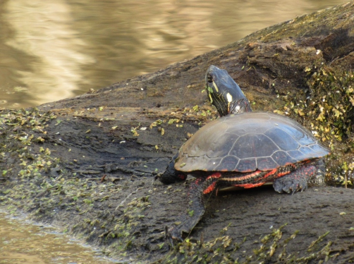 Midland Painted Turtle